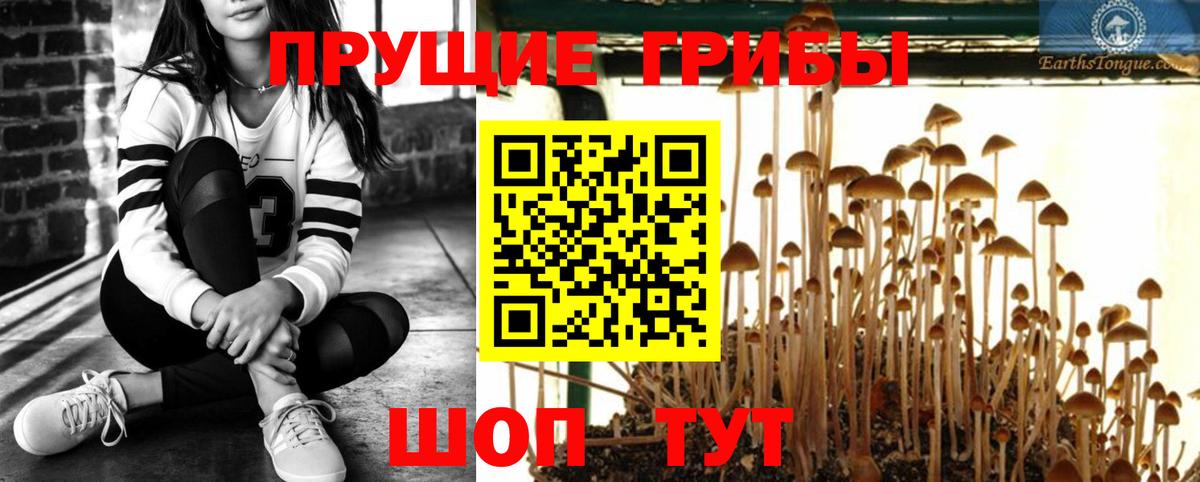Галлюциногенные грибы Psilocybe Кемерово